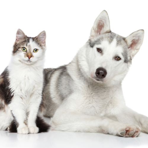Pets
