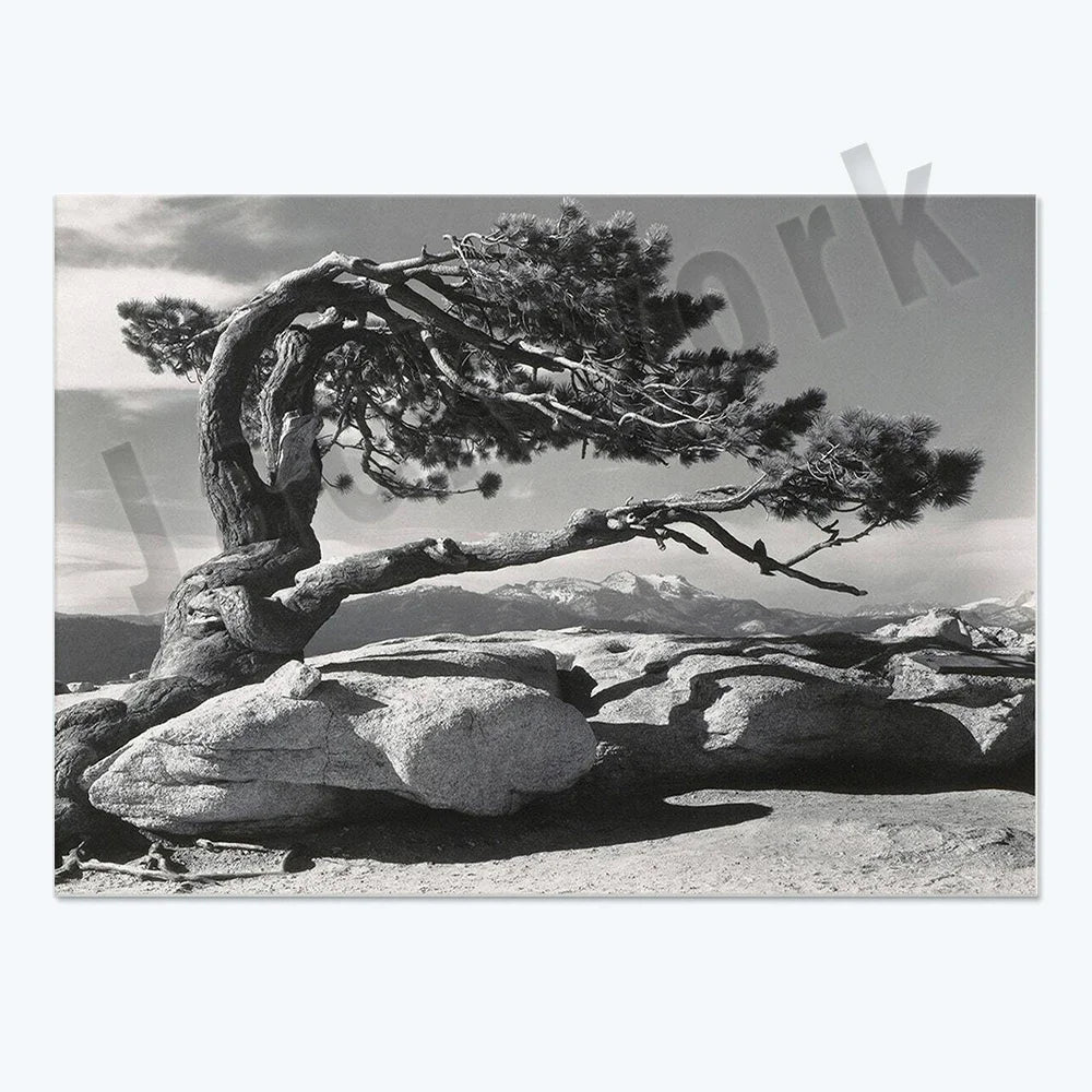 Ansel Adams Lithograph, Teton and Snake Rivers, Dogwood Flowers, Ansel Adams Half Dome, Mountains, Oak Street Landscape Poster,