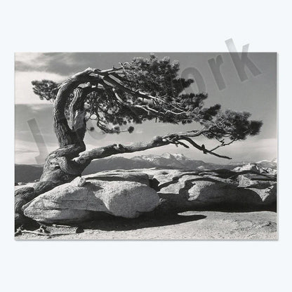 Ansel Adams Lithograph, Teton and Snake Rivers, Dogwood Flowers, Ansel Adams Half Dome, Mountains, Oak Street Landscape Poster,