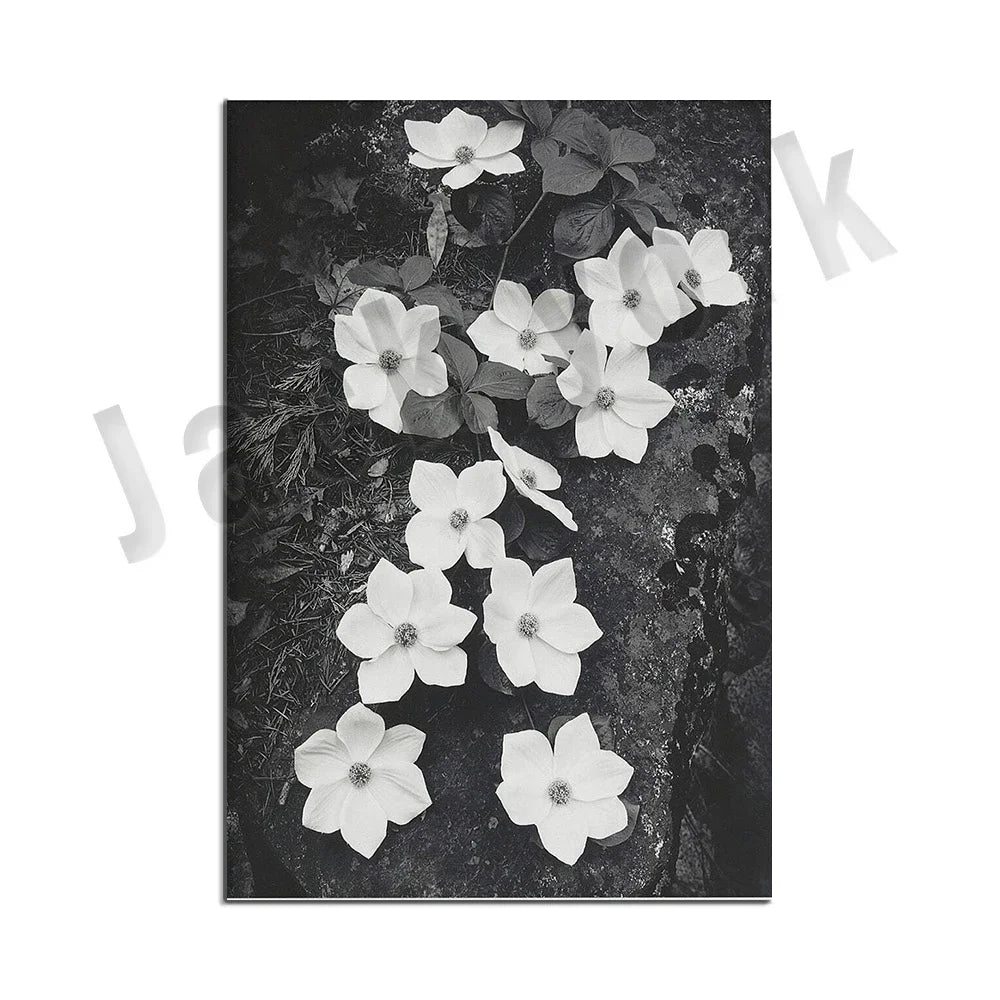 Ansel Adams Lithograph, Teton and Snake Rivers, Dogwood Flowers, Ansel Adams Half Dome, Mountains, Oak Street Landscape Poster,