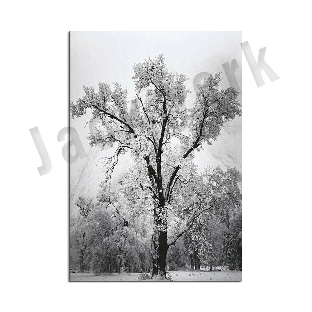 Ansel Adams Lithograph, Teton and Snake Rivers, Dogwood Flowers, Ansel Adams Half Dome, Mountains, Oak Street Landscape Poster,