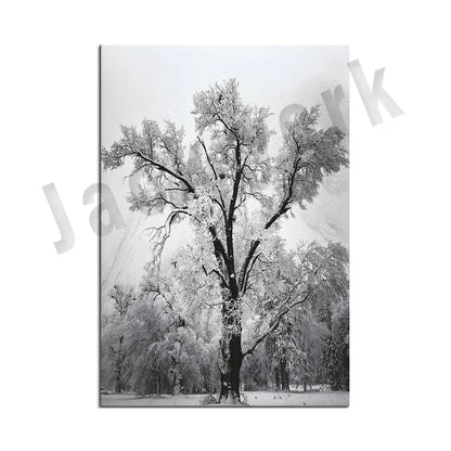 Ansel Adams Lithograph, Teton and Snake Rivers, Dogwood Flowers, Ansel Adams Half Dome, Mountains, Oak Street Landscape Poster,